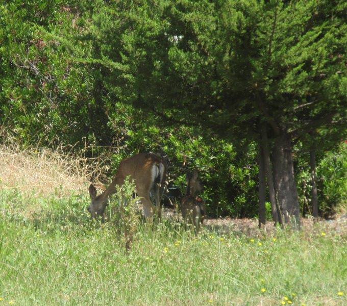 Valle Vista Ranch Deer